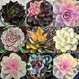 Oce180anYLVUK Semi di piante grasse, 100 pezzi/borsa Semi di piante grasse Aspetto adorabile Semi di...